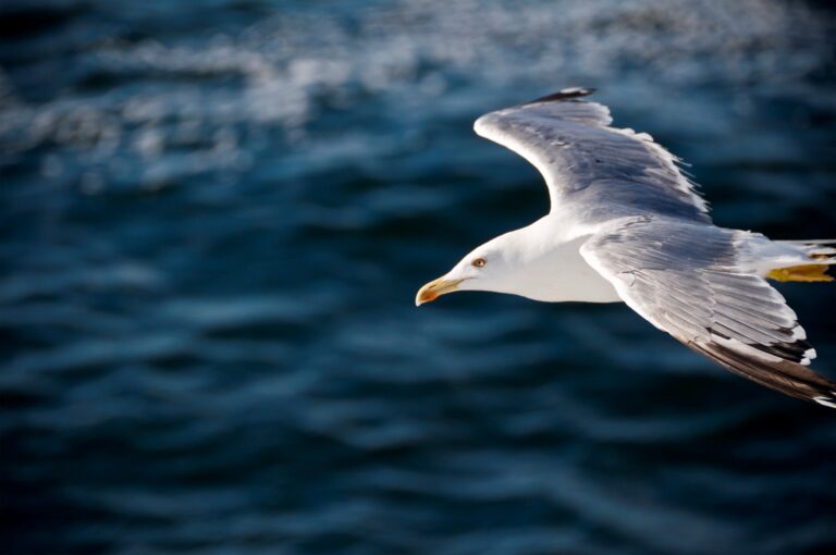 Xodus Unveils Offshore Bird Portal to Benefit Energy Industry