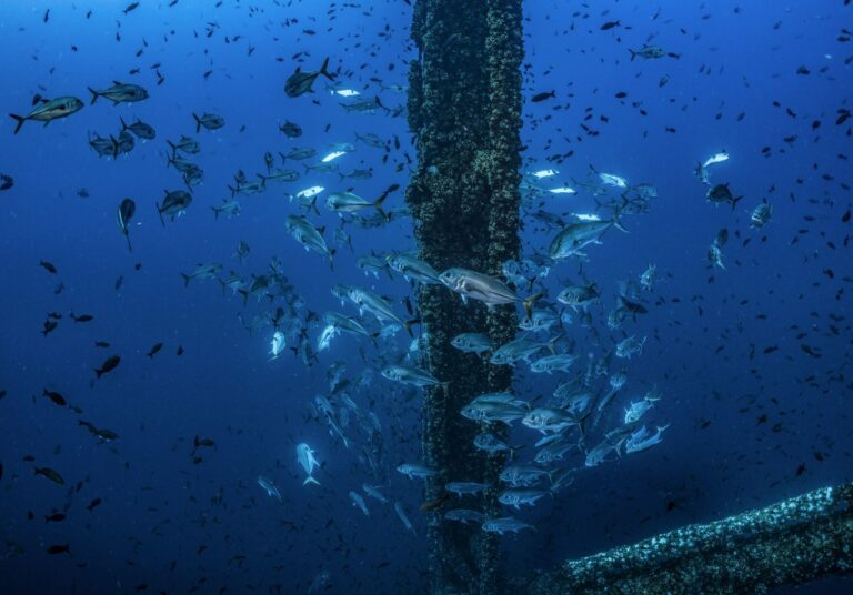 Arena Creates Artificial Reef in US GOM